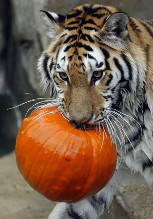 Animals get a taste of Halloween pumpkin in US zoo