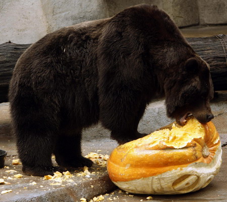 Animals get a taste of Halloween pumpkin in US zoo