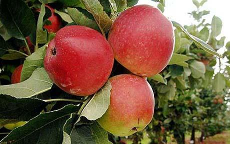 澳大利亚研制出长久保鲜苹果