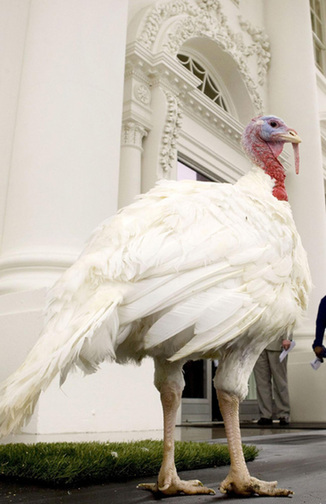 Obama's first pardon: A turkey named 'Courage'