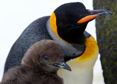 Baby king penguin dances boldly out into public life