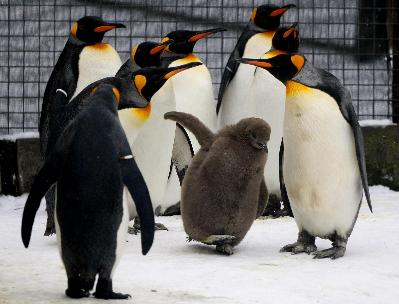 Baby king penguin dances boldly out into public life