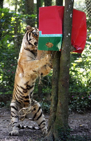 Siberian tigers get Xmas gifts in Sao Paulo