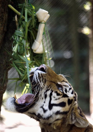 Siberian tigers get Xmas gifts in Sao Paulo