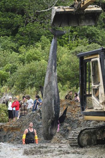 Whales stranded on New Zealand's beaches