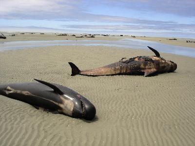 Whales stranded on New Zealand's beaches