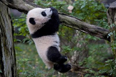 Giant panda cub Yun Zi makes official media debut at the San Diego Zoo