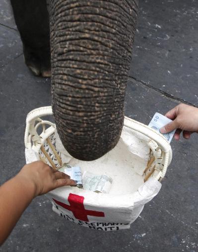 Thai elephants collect money for Haiti