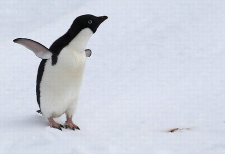 Penguins 'line up' for diving show