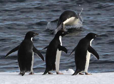 Penguins 'line up' for diving show