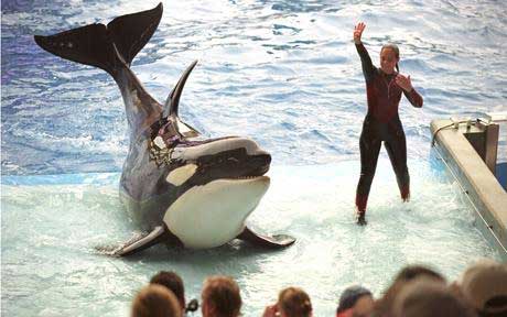 美海洋世界一名女驯鲸员被虎鲸咬死