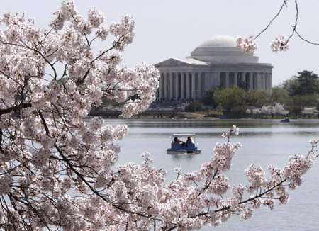 Cherry blossoms blooming in Washington