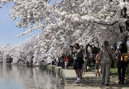 Cherry blossoms blooming in Washington