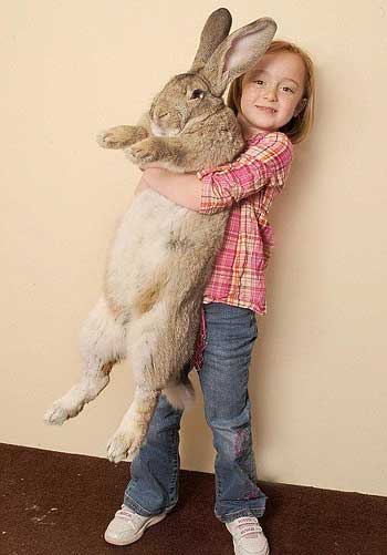 英巨兔身长1.3米 成世界最大兔子