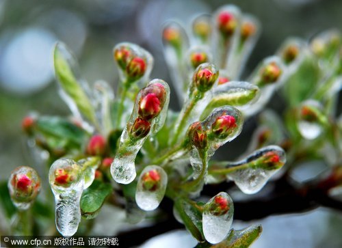 Ice-coated buds in Mount Lu