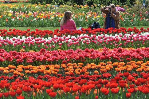 Tulip blossoms in Netherlands