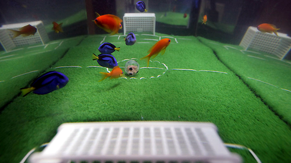 Fish at Japan aquarium play soccer before World Cup