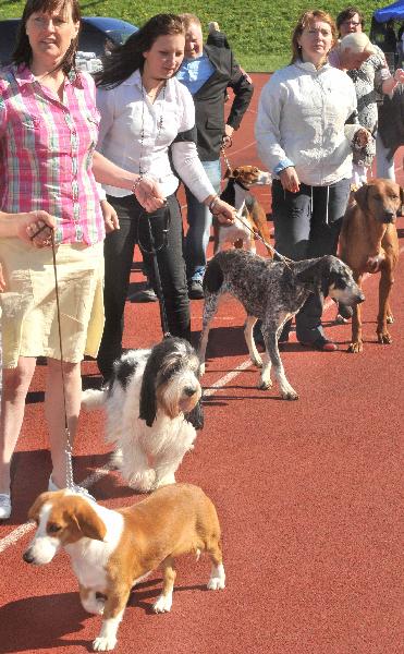 International Dog Festival in Tallin