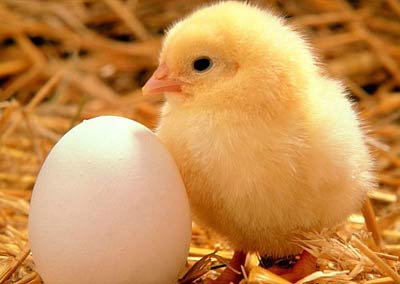 英科学家称：先有鸡后有蛋