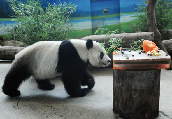 Panda pair celebrates birthday party in Taipei zoo