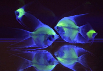 World's first fluorescent fish created in Taiwan