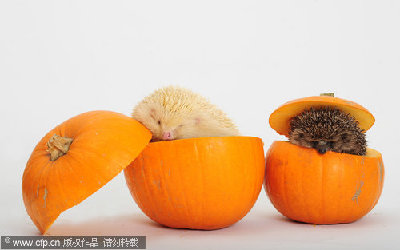 Prickly Halloween treat for hedgehogs