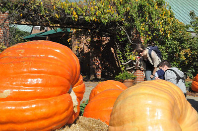 Giant pumpkins welcome upcoming Halloween