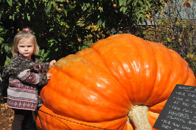 Giant pumpkins welcome upcoming Halloween