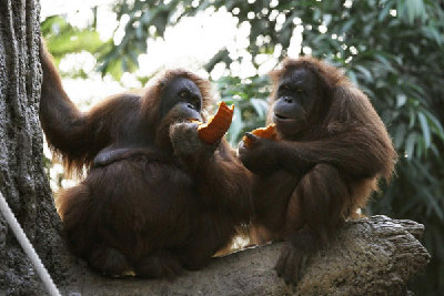 Orangutans enjoy 'Halloween-breakfast' in Hamburg