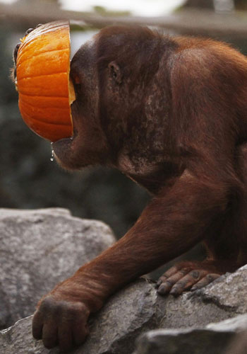 Orangutans enjoy 'Halloween-breakfast' in Hamburg