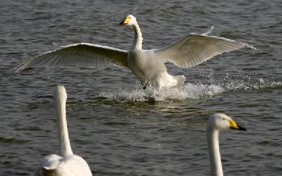 Swan paradise in N China's wetland