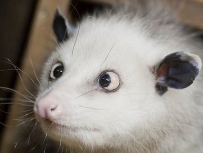 Cross-eyed opossum a hit<BR>斗鸡眼负鼠成网络新宠