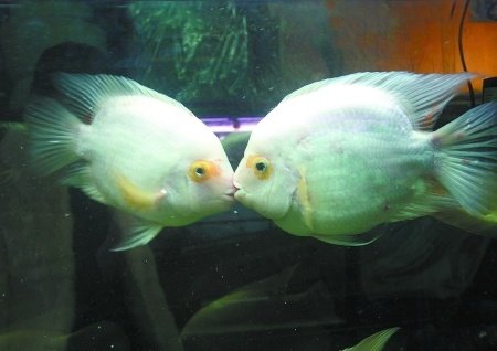 Two fish deep in love <BR>热恋亲吻鱼拆散后绝食