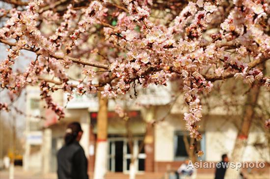 Flowers blossom in spring