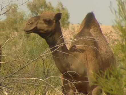 澳洲有望于2012年出口骆驼肉