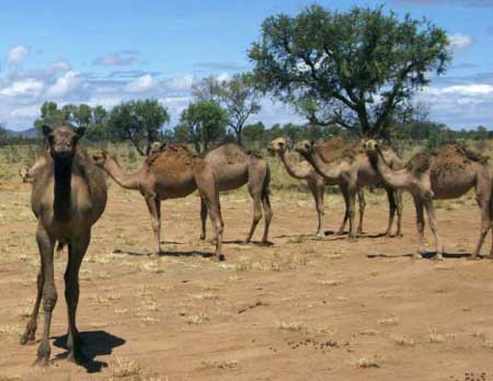 骆驼过多成负担 澳议员呼吁“杀骆驼救地球”