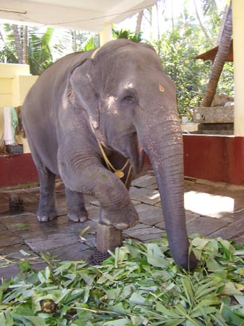 印度：大象也要做SPA