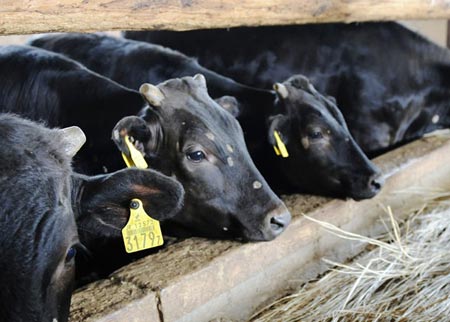 日本辐射牛肉流入市场 引民众恐慌