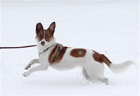 为什么狗狗光脚踏雪不觉冷？