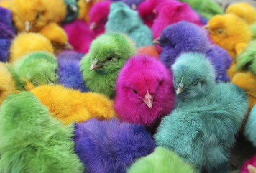 Colored chicks sold before Easter