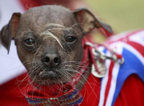 中国冠毛犬获评世界最丑狗 因天生丑胜出