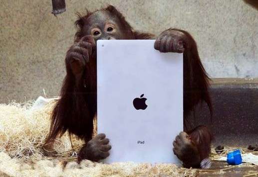 美加动物园猩猩也玩iPad