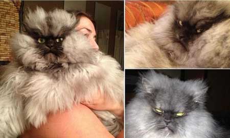 美国“喵上校”被评全球最愤怒的猫