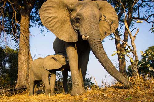 研究称大象有4种性格 助其野外生存