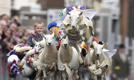 Annual sheep race in Scotland