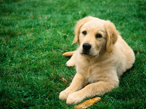 训练有素的狗能嗅出癌症