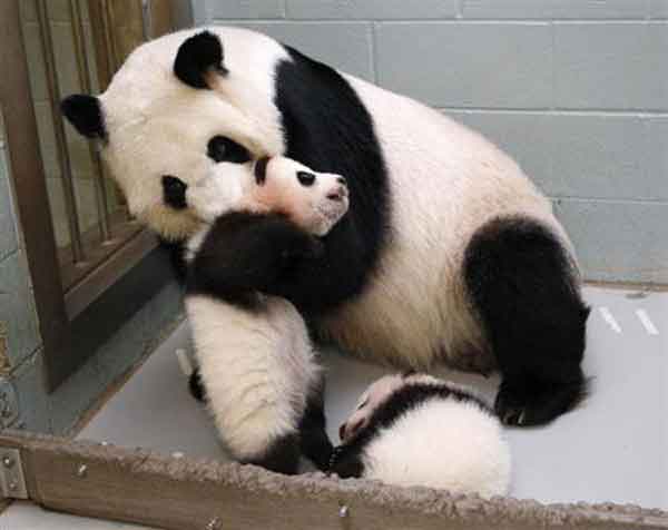 美国动物园3年后发现搞错熊猫性别