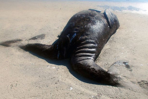 重500公斤“连体鲸鱼”尸体惊现墨西哥