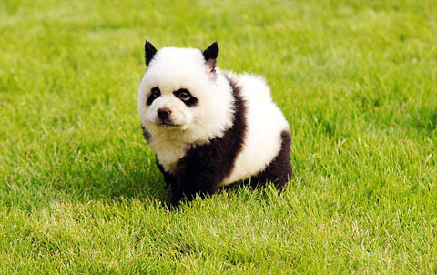 中国新“宠”：小小熊猫狗惹人爱