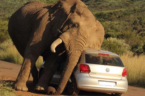 大象用小汽车挠痒 汽车报废乘客有惊无险